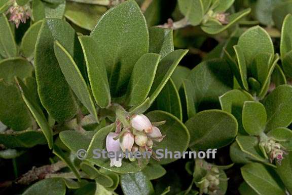 arctostaphylos uvaursi 2 grraphic